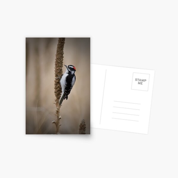 Downy Woodpecker 2 Postcard