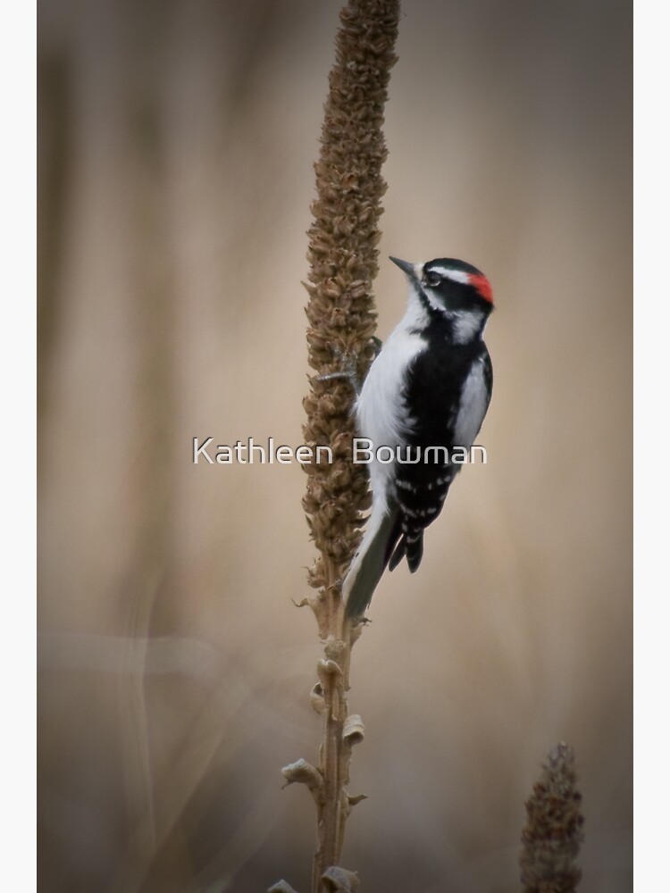 Downy Woodpecker 2 by KathleenBowman