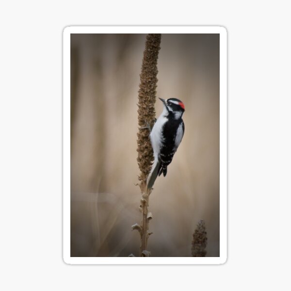 Downy Woodpecker 2 Sticker