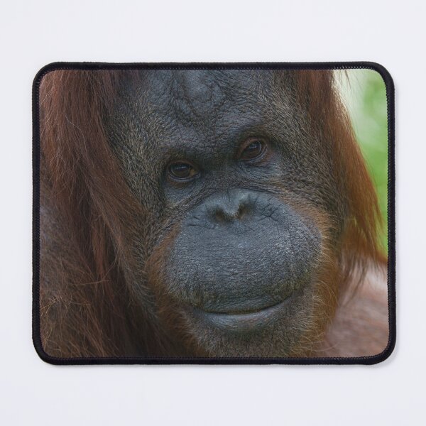 Item preview, Orangutan Mother Portrait designed and sold by rawshutterbug.