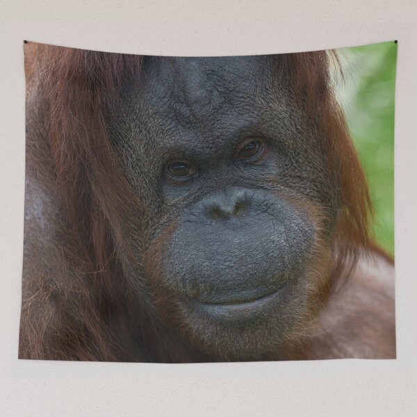 Item preview, Orangutan Mother Portrait designed and sold by rawshutterbug.