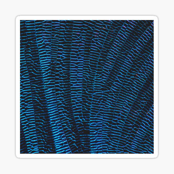 Dragonfly shiny vibrant blue wings Sticker
