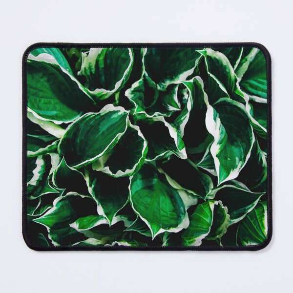 Artikelvorschau, Hosta undulata albomarginata leuchtend grüne Pflanzenblätter entworfen und verkauft von PLdesign.