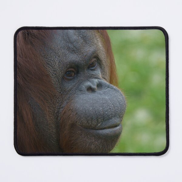 Item preview, Orangutan Mother Portrait designed and sold by rawshutterbug.