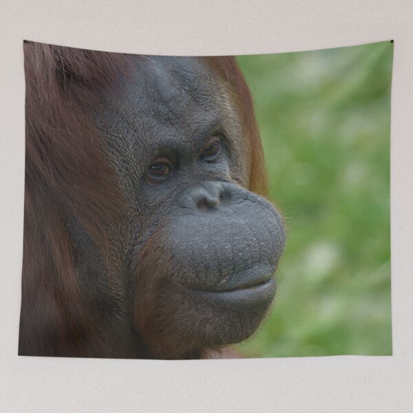 Item preview, Orangutan Mother Portrait designed and sold by rawshutterbug.