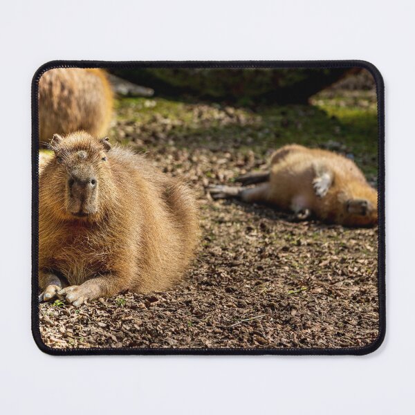 Item preview, Capybara taking the Sun designed and sold by Dalyndigital Photography.