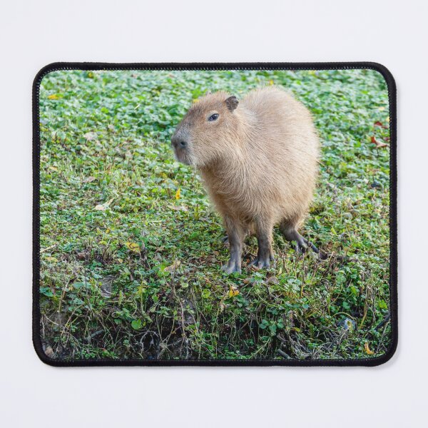 Item preview, Capybara on the river bank designed and sold by Dalyndigital Photography.