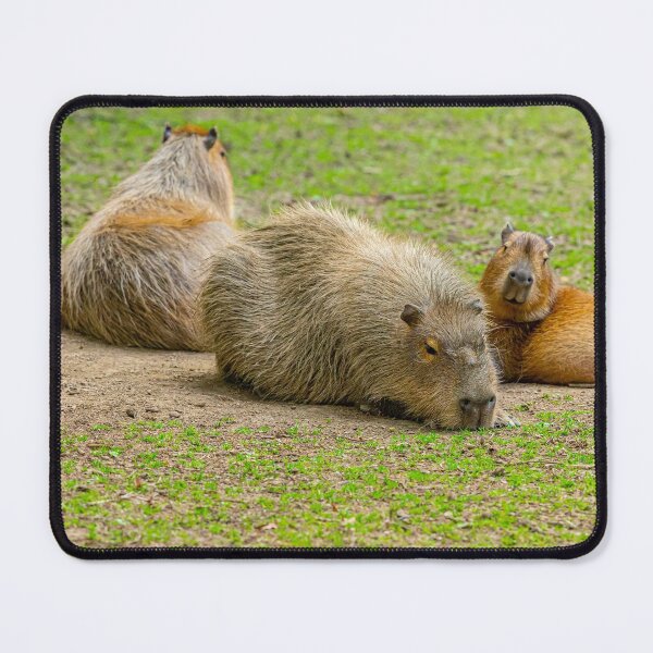 Item preview, Capy and the kids sunbathing designed and sold by Dalyndigital Photography.