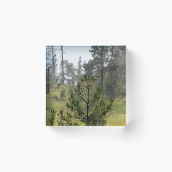 Item preview, Light Rain in the Pines designed and sold by lisapicklepizza.