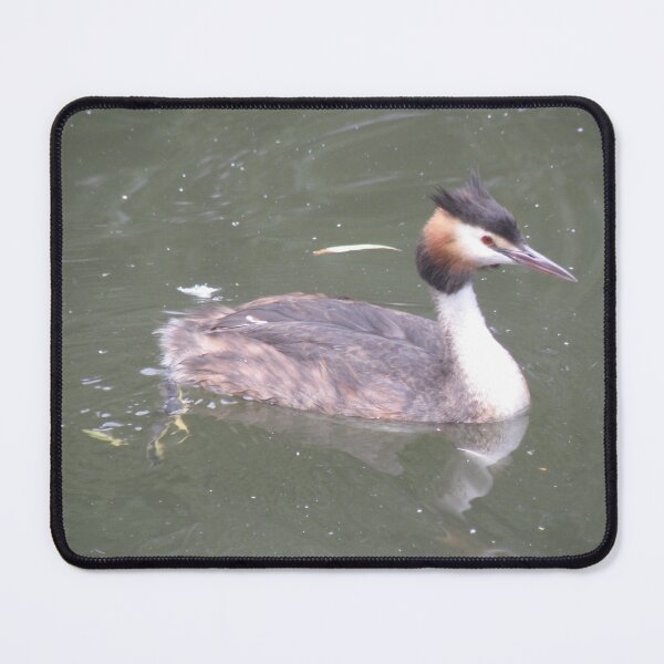 Item preview, Great Crested Grebe Photograph designed and sold by naturegallery.