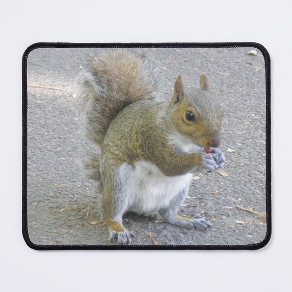 Item preview, Cheeky Little Grey Squirrel Eating a Peanut Photograph designed and sold by naturegallery.