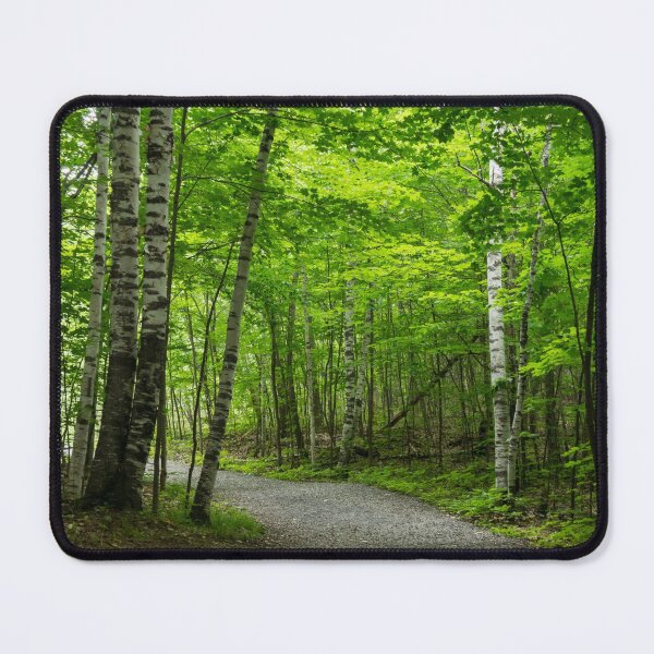 Item preview, Forest Bathing - Winding Path Among the Silver Birches designed and sold by Georgia Mizuleva.