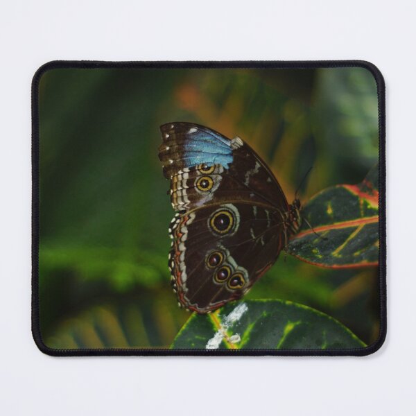 Item preview, butterfly in nature designed and sold by KandLDesigns9226.