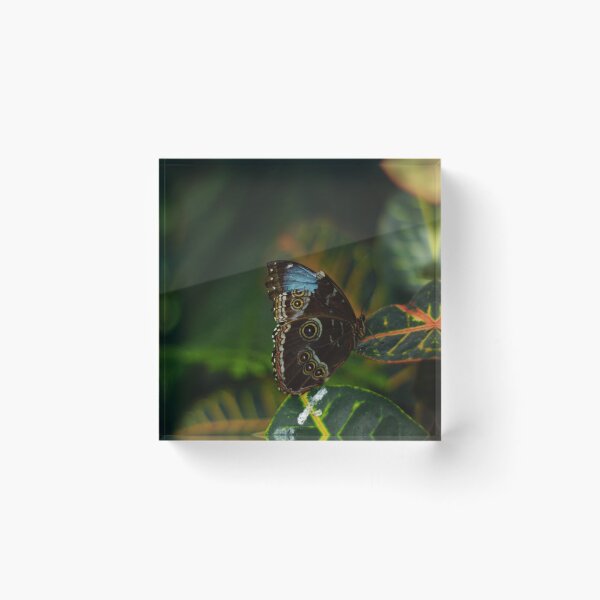 Item preview, butterfly in nature designed and sold by KandLDesigns9226.