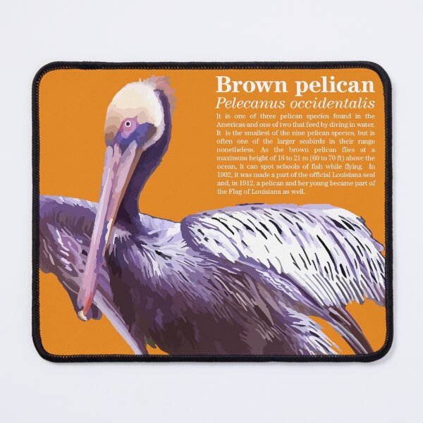 Item preview, Brown pelican late in the afternoon designed and sold by Mauricio Acosta.