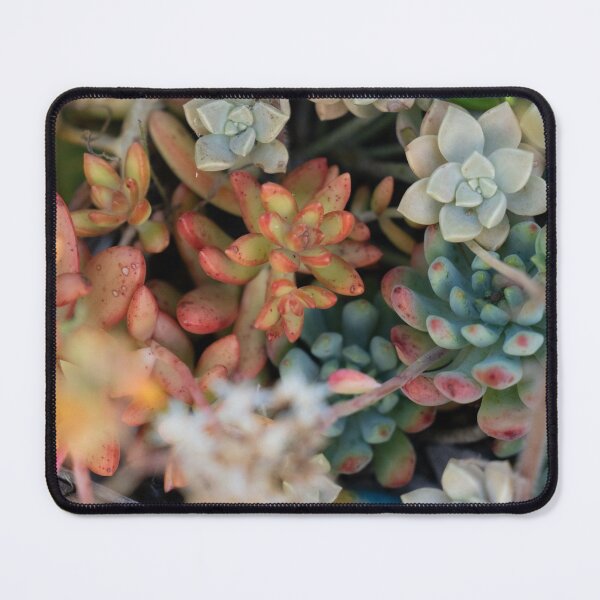 Item preview, bright succulents  designed and sold by beenplanted.