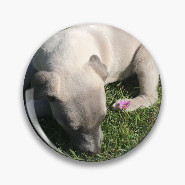 Artikelvorschau, Whippet-Welpe entworfen und verkauft von jarrahimages.