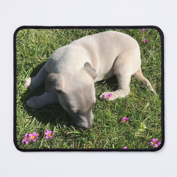 Item preview, Whippet puppy designed and sold by jarrahimages.