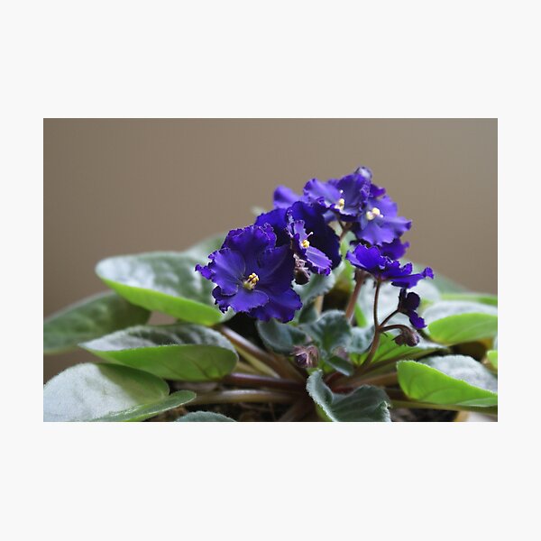 African Violet Photographic Print