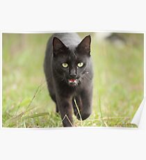 Panther Poster