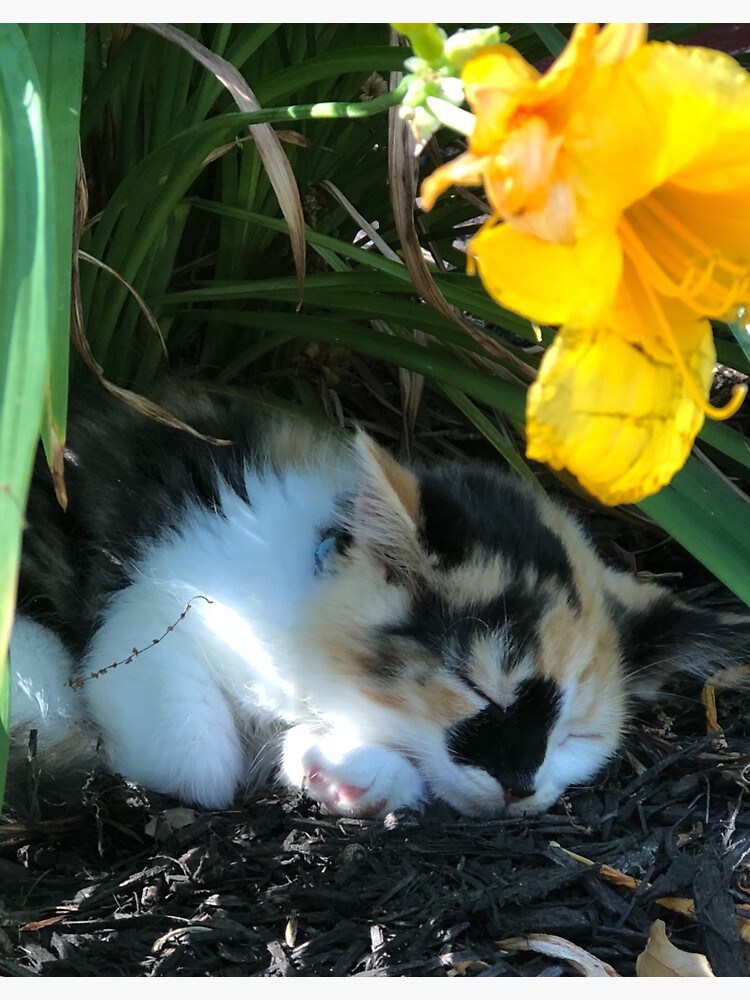 Baby calico hot sale kittens