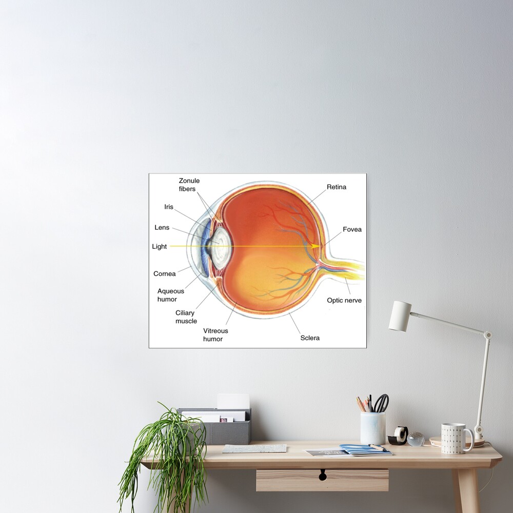The eye diagram for kid's human anatomy diagrams #eyediagram #humananatomy #diagrams #eye #diagram #human #anatomy #anatomydiagram Poster