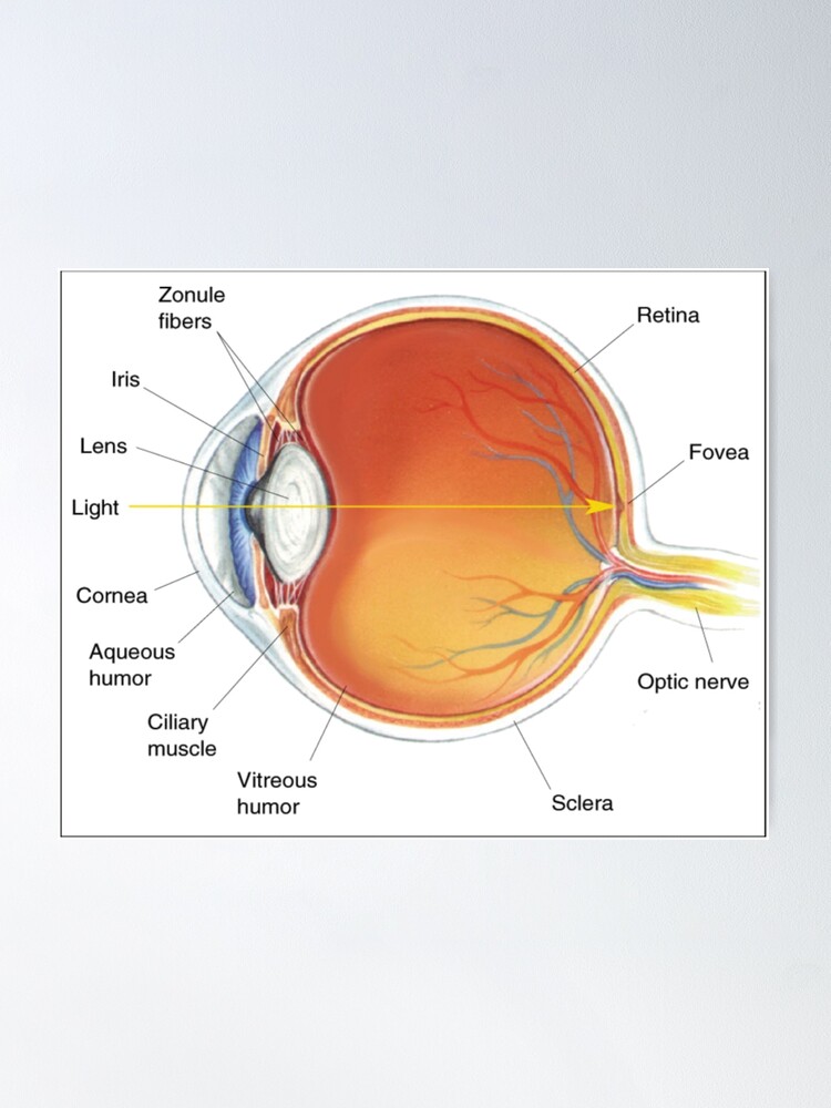 Alternate view of The eye diagram for kid's human anatomy diagrams #eyediagram #humananatomy #diagrams #eye #diagram #human #anatomy #anatomydiagram Poster