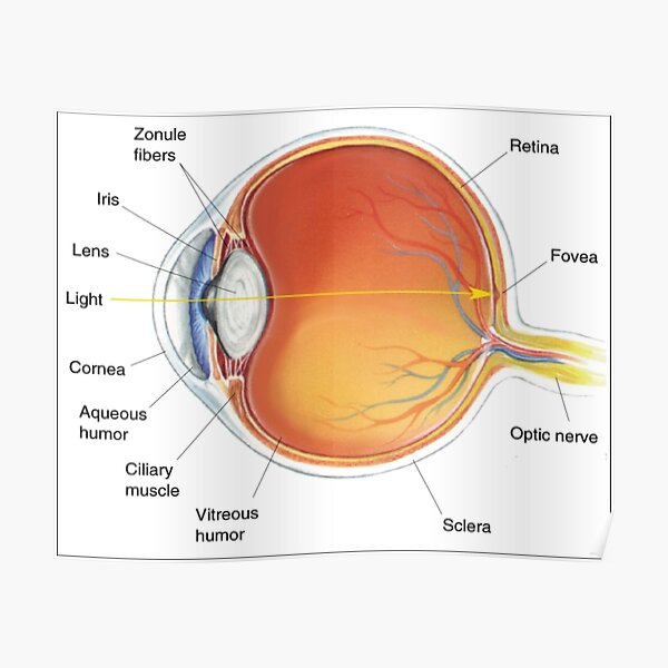 The eye diagram for kid's human anatomy diagrams #eyediagram #humananatomy #diagrams #eye #diagram #human #anatomy #anatomydiagram Poster