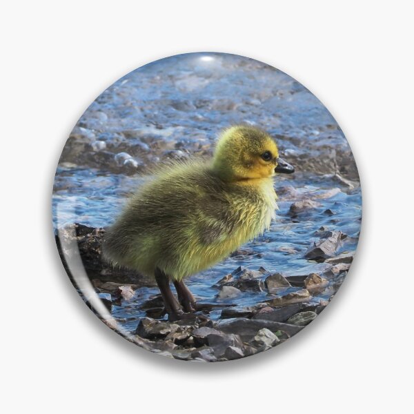 Aperçu de l'œuvre Oison marchant le long de l'eau - Oiseau sauvage de la Bernache du Canada créée et vendue par BackyardBirder.