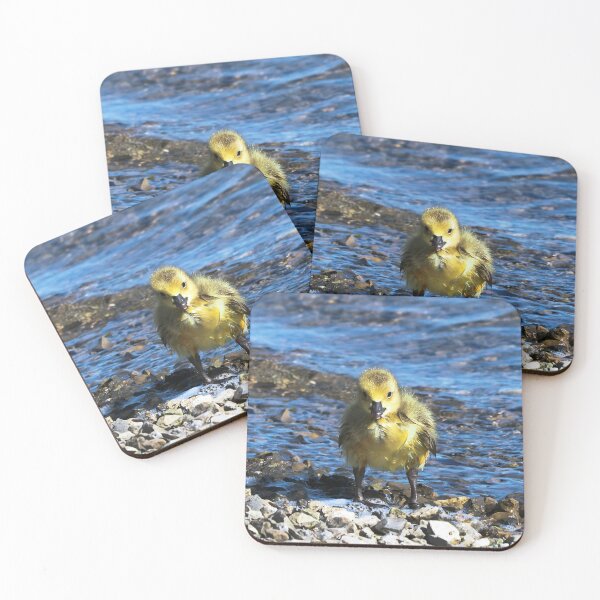 Item preview, Wet Gosling Walking Along The Water - Wild Canada Goose Bird designed and sold by BackyardBirder.