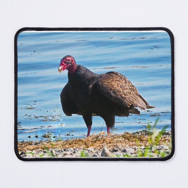 Item preview, Turkey Vulture Staring A The Camera designed and sold by BackyardBirder.