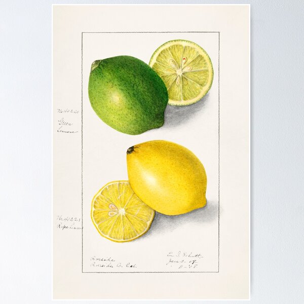 Item preview, vintage lemon and lime poster-style illustration designed and sold by earlgreylatte.