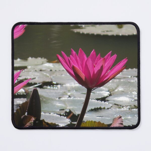 Item preview, Water Lilies designed and sold by Rene-Martin.