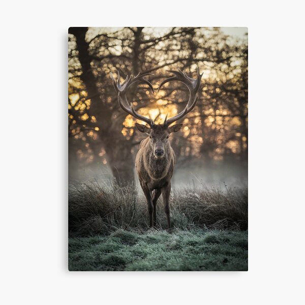 Love you Deer Canvas Print