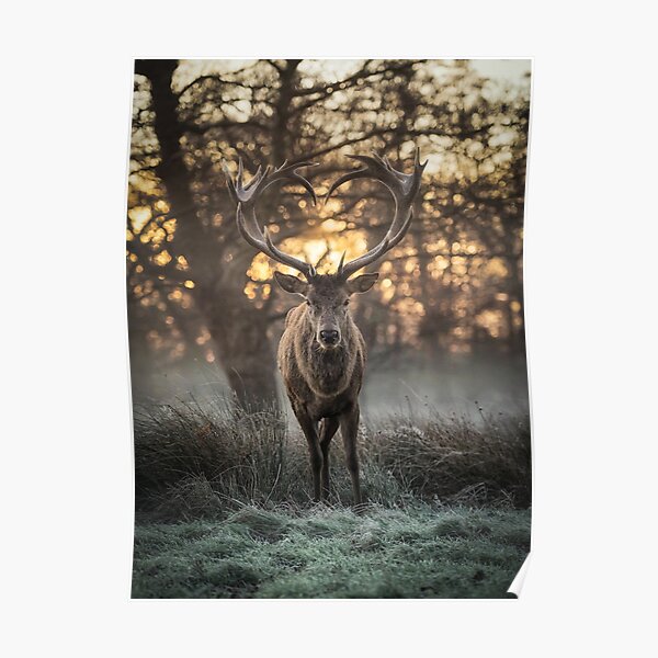Love you Deer Poster