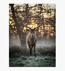 Love you Deer Photographic Print