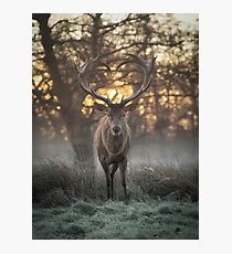 Love you deer lighter print Photographic Print