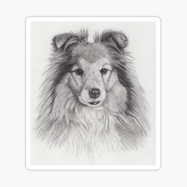 Shetland sheepdog - bw Sticker