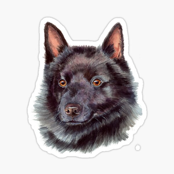 Buffalo Bills Schipperke Graphic T-Shirt for Sale by cr33pycrwlspace