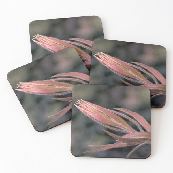 Item preview, Callistemon designed and sold by Josette Halls.