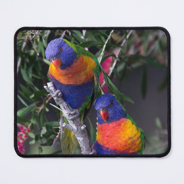 Item preview, Rainbow Lorikeets perching together designed and sold by RAFImages.