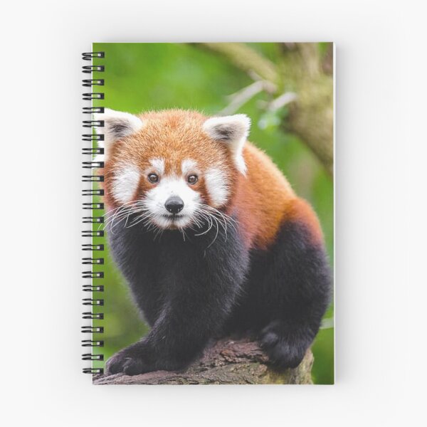 Item preview, Red Panda Pocket designed and sold by Trendy Design.