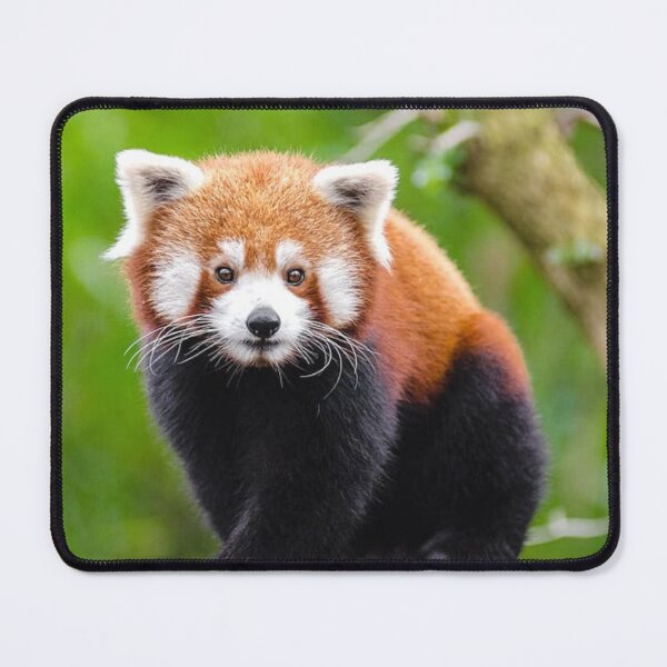 Aperçu de l'œuvre Poche Panda Rouge créée et vendue par Trendy Design.