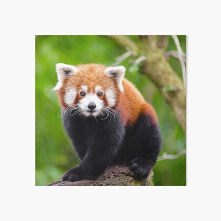 Chibi Red Panda Art Board Prints For Sale Redbubble