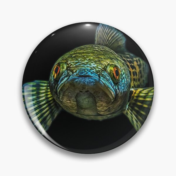 Item preview, Goldspot Snakehead - Channa aurantimaculata designed and sold by AquariumLutter.