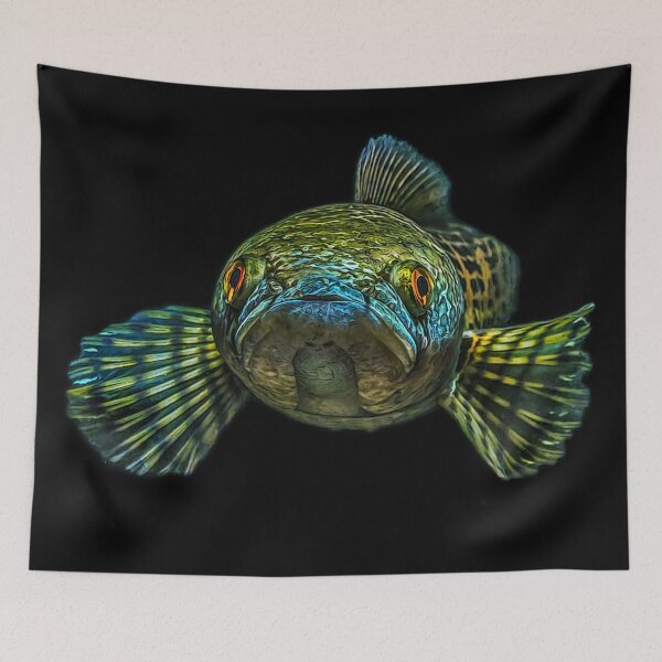 Item preview, Goldspot Snakehead - Channa aurantimaculata designed and sold by AquariumLutter.