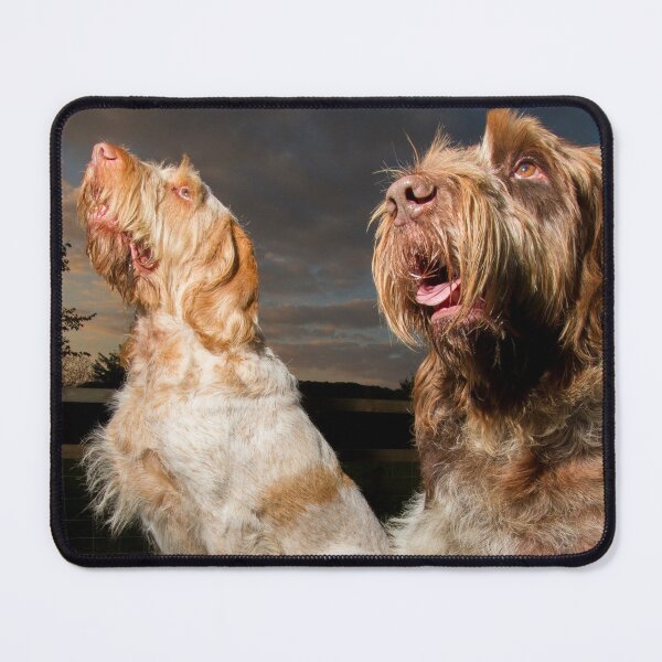 Item preview, Watching the stars Spinone by heidiannemorris designed and sold by FOLK ART FUSION by heidiannemorris.