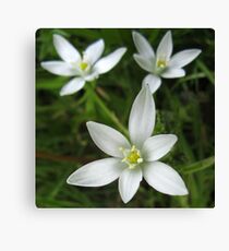 Stern von Bethlehem Flower Leinwanddruck