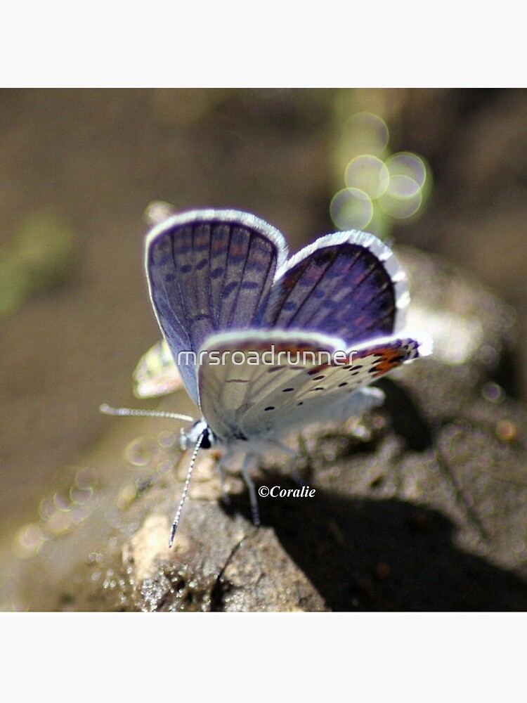 Karner Blue Butterfly by mrsroadrunner