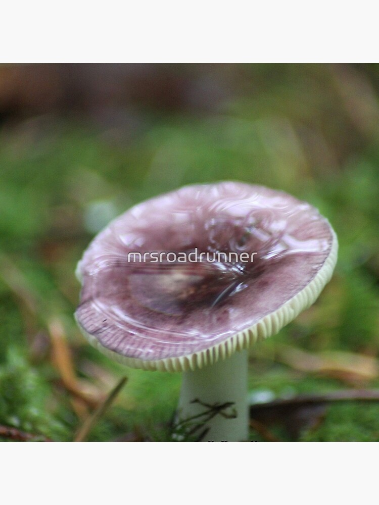Mushroom Of The Northwest by mrsroadrunner